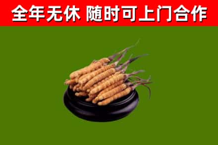 江川烟酒回收冬虫夏草.jpg