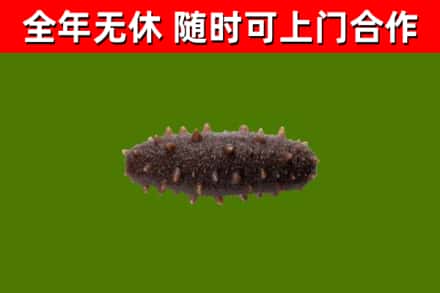 江川烟酒回收干海参.jpg